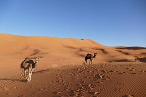 Lire la suite à propos de l’article Circuit 3 jours de Casablanca au désert de Merzouga