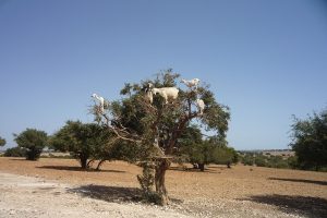 Lire la suite à propos de l’article 14 jours de Rabat au désert Maroc