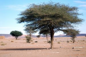 Lire la suite à propos de l’article 5 jours Marrakech au désert